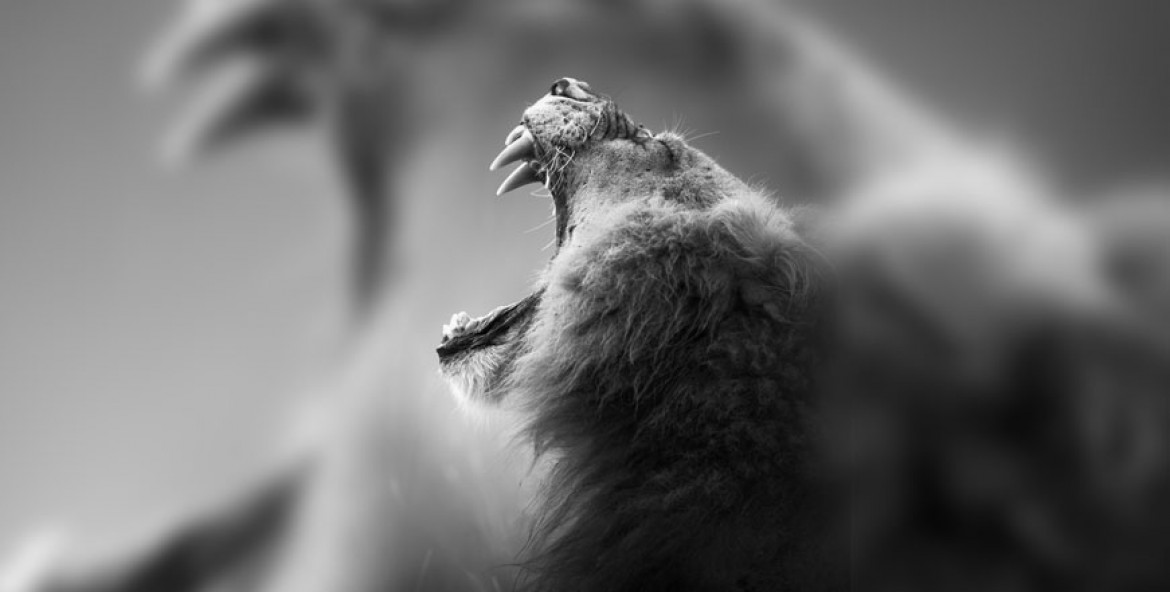 The Roar of the Lion