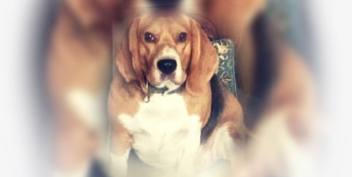 Our Animal Executive Co-Coaches